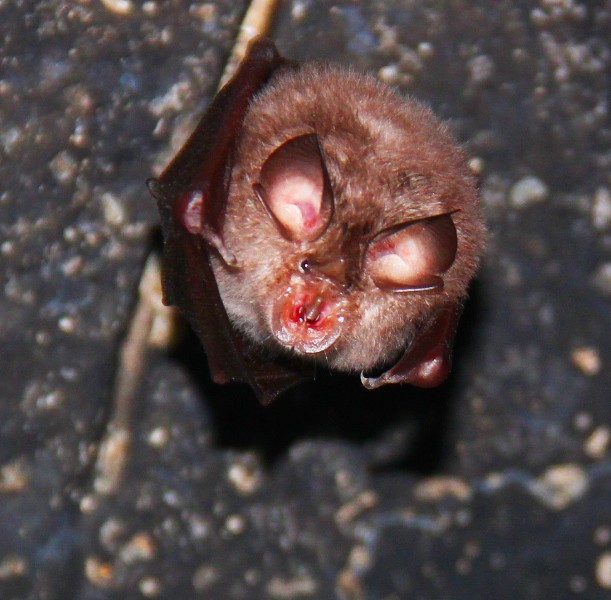 Lesser Horsehoe Bat