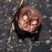 Lesser Horsehoe Bat thumbnail