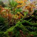 Moss Undergrowth thumbnail