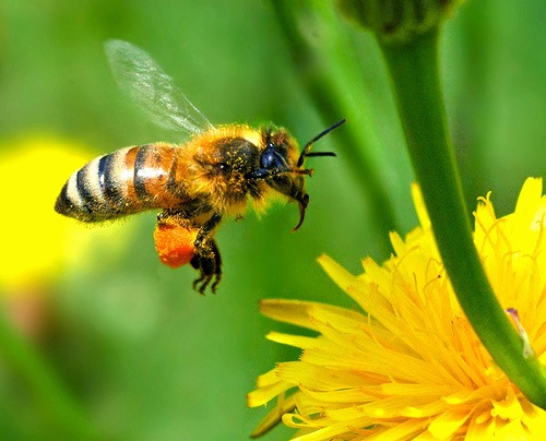 honey-bee-carrying-out-pollination